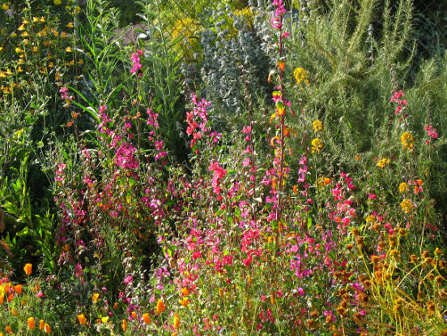 Native Wildflowers at Learning Garden.jpg